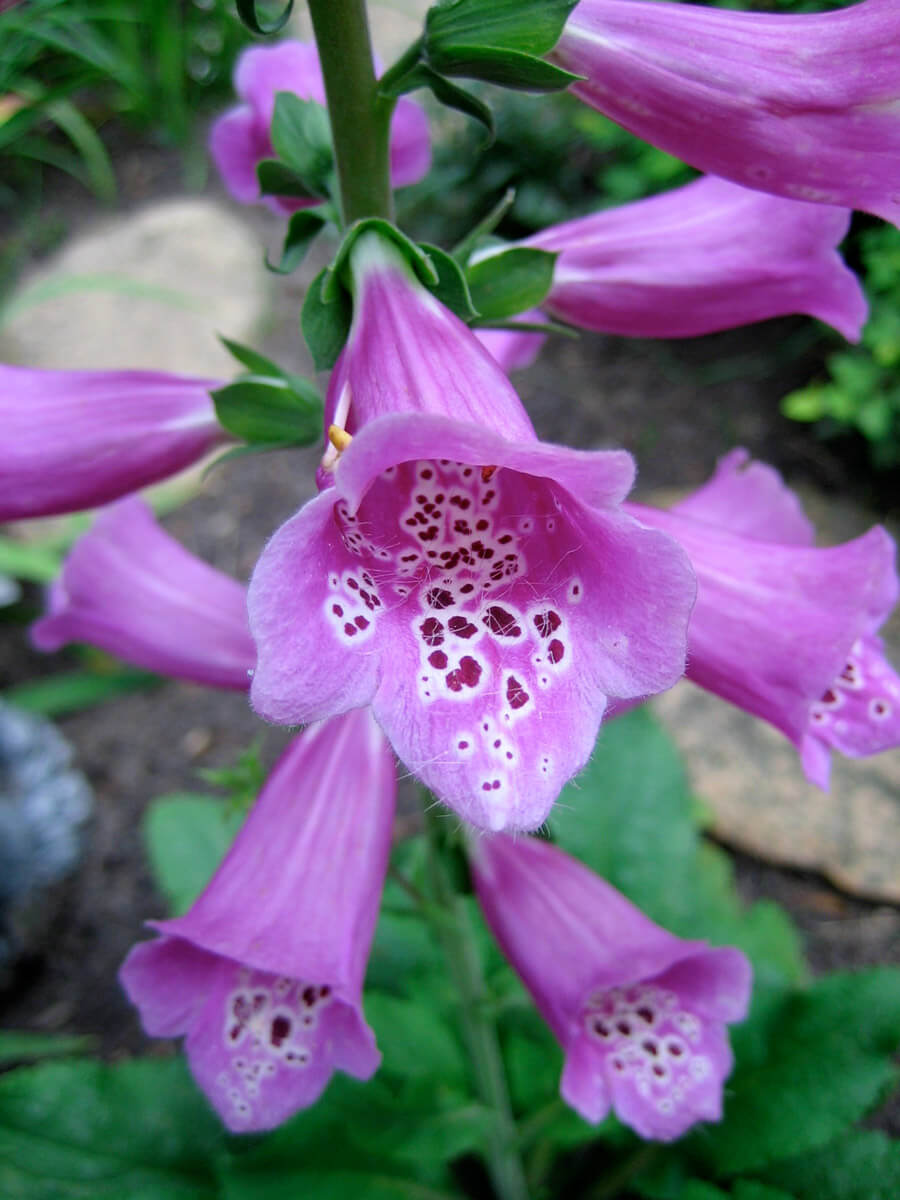Foxgloves and Fairies The Forest Fairy