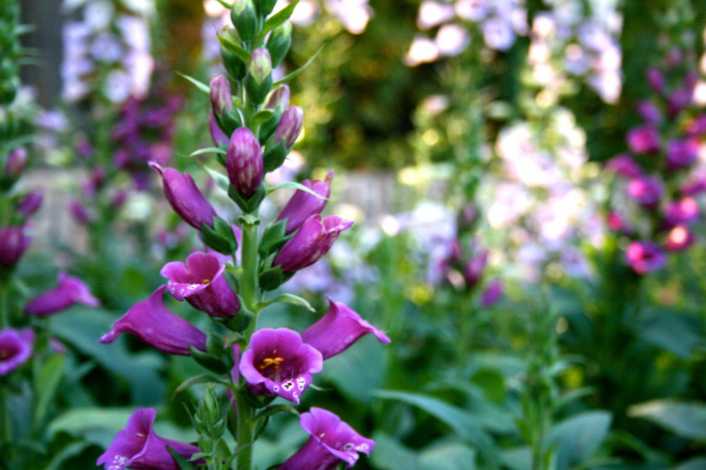Fairy Garden Flowers that Attract and the Fairies The Forest